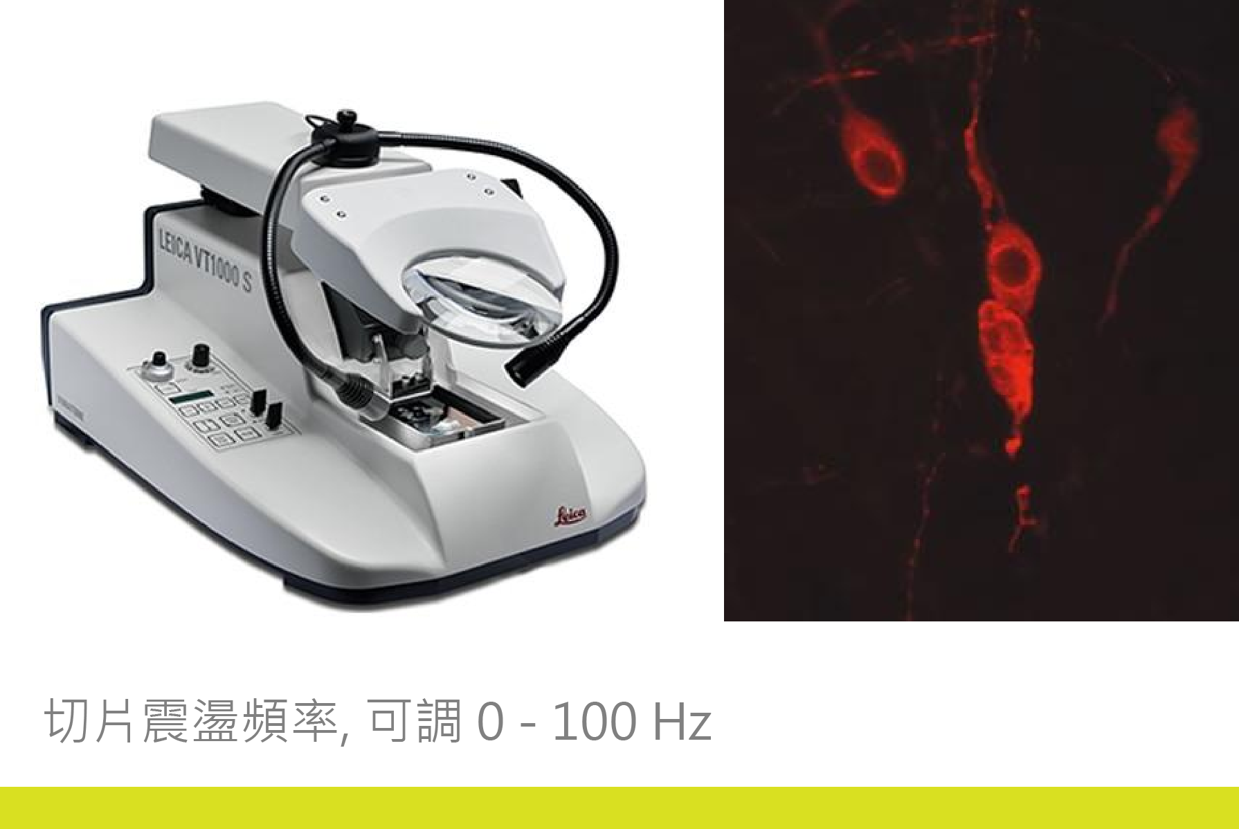VT1000 S 震盪切片機- 美嘉儀器