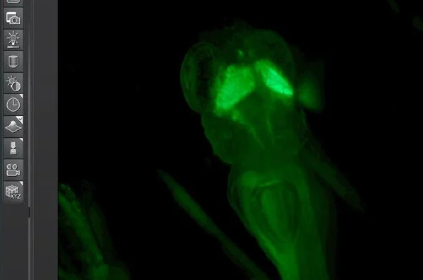 Leica LAS X 生醫應用軟體