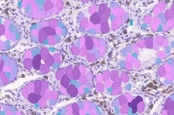 Leica AIVIA 人工智慧 AI-影像分析軟體