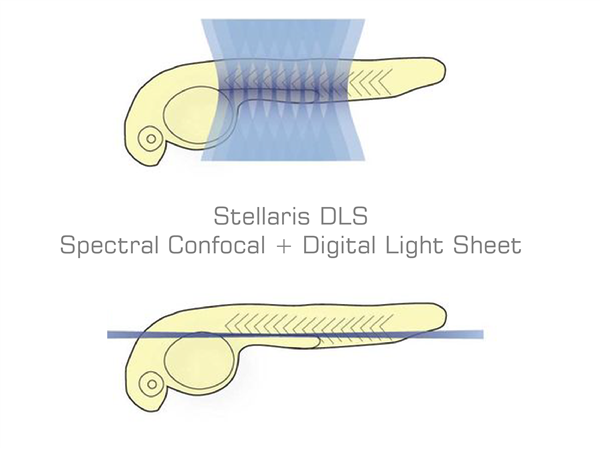 LEICA Stellaris DLS 數位層光掃描共軛